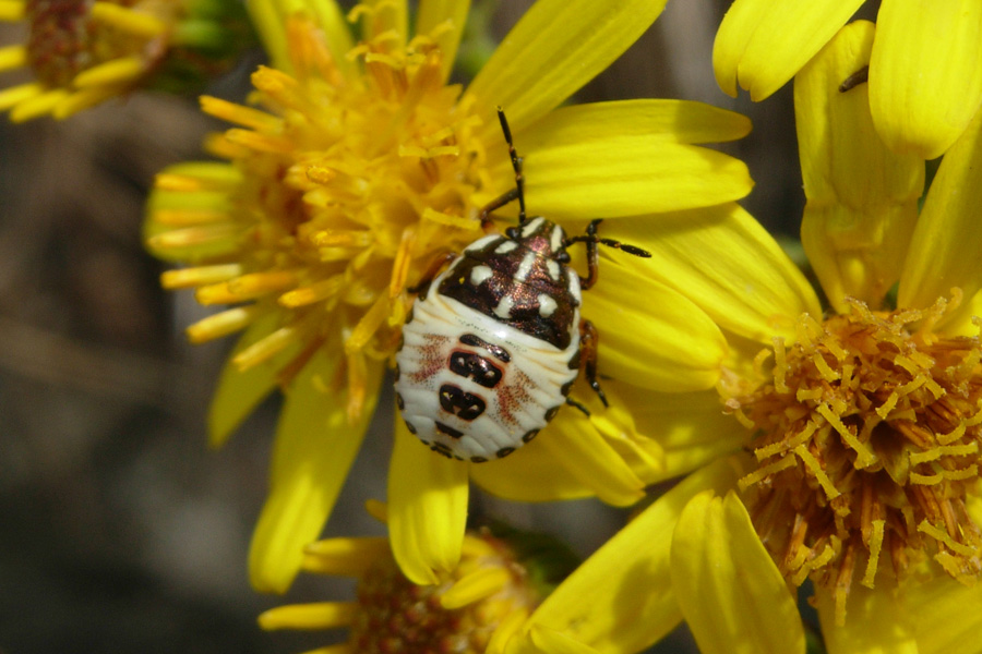 Neanide di Carpocoris sp. e ninfa di Troilus luridus
